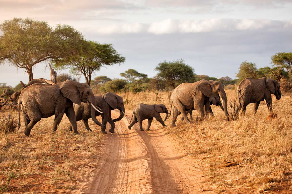 3 Days Tanzania  Wildlife Safaris