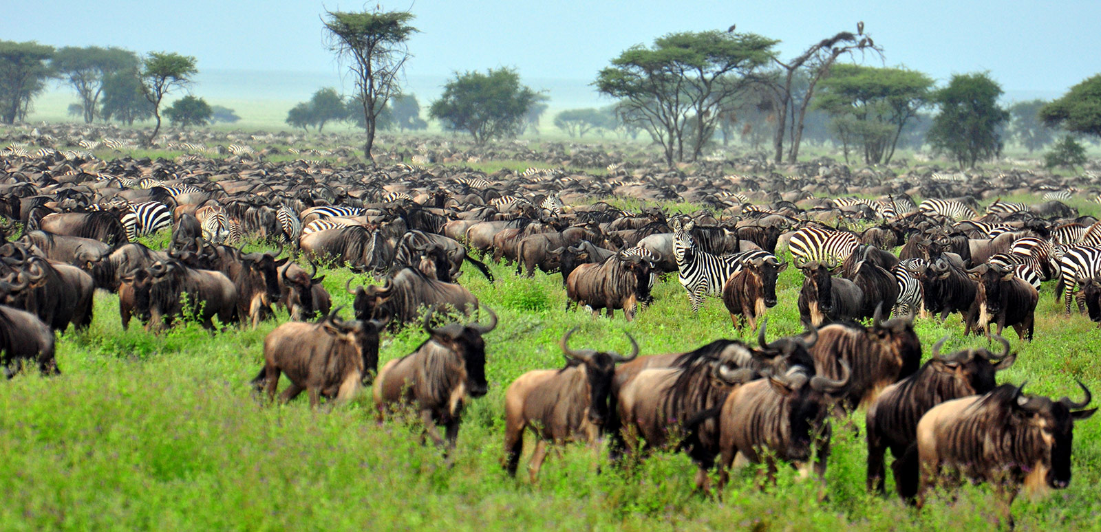 4 Days Tanzania Wildebeest Migration Safaris